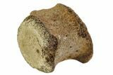 Fossil Reptile Vertebra - Judith River Formation #106820-1